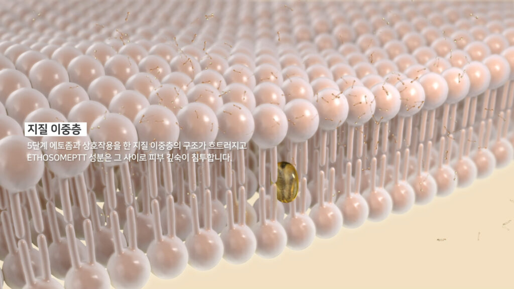 피부 지질 이중층과 에토좀 PTT 성분의 3D 시각화